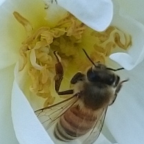 mehiläinen ruusussa
